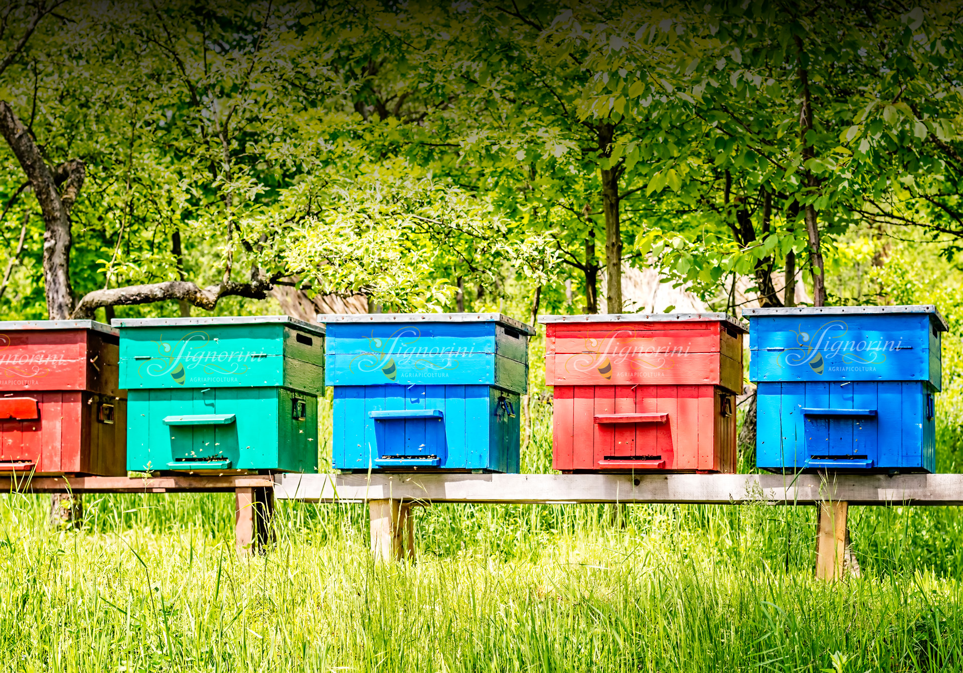 AgriApicoltura Signorini | Mielagro&reg; | Liquore al Miele | Miele Aromatizzato